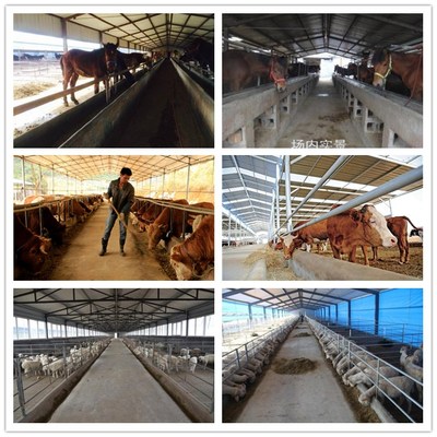 自動化飼養(yǎng)的革新 喂牛自動投料車與青貯撒料車在家畜飼養(yǎng)中的應(yīng)用