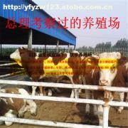肉牛優(yōu)良品種選擇與出欄成本效益分析