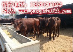 新縣肉牛養(yǎng)殖 市場(chǎng)分析與利潤前景展望